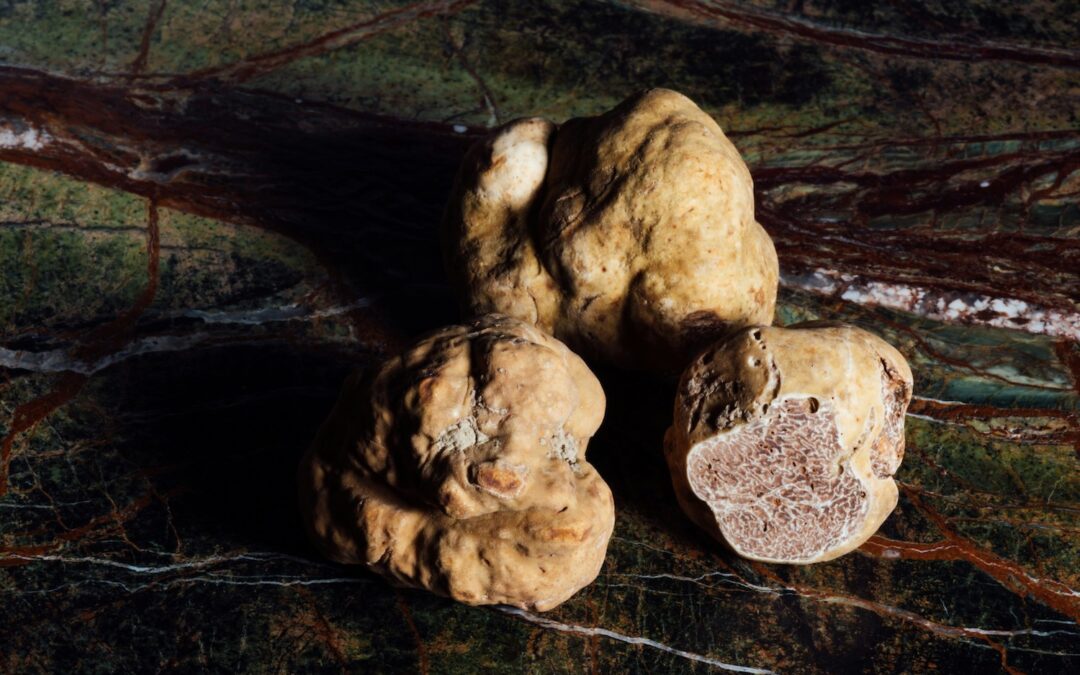 Truffle Hunting in Tuscany at Palazzo Passerini