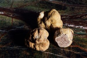 Truffle Hunting in Tuscany at Palazzo Passerini