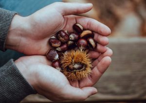 Chestnuts, Tuscany